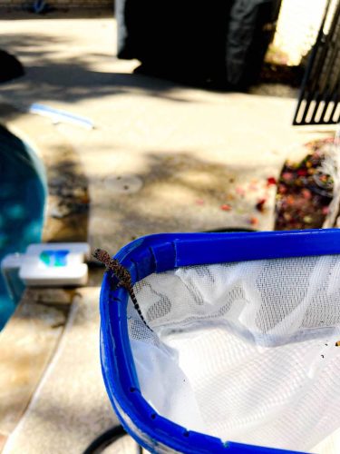 Tulsa-Pool-Maintenance-Pelican-Pools-Tulsa-011