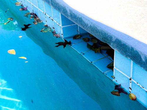 Tulsa-Pool-Maintenance-Pelican-Pools-Tulsa-012